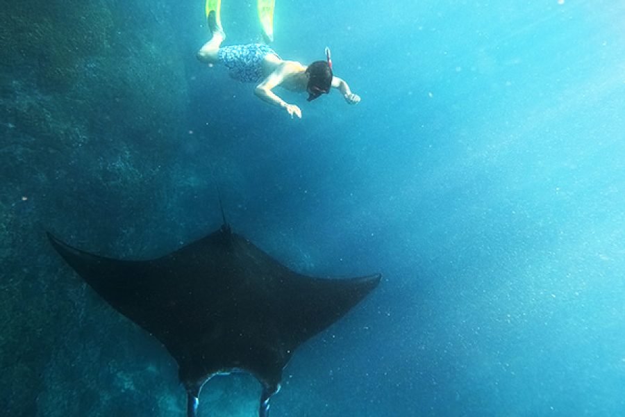 Nusa Penida Afternoon Manta Ray Snorkeling Day Trip from Bali