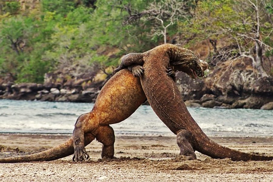 Flores Komodo Island Tour Package 3 Days 2 Night From Bali