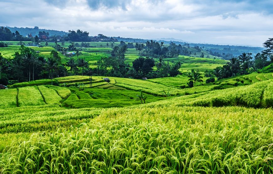 Bali UNESCO: Taman Ayun, Jatiluwih, Ulun Danu Temple, and Sekumpul Waterfall