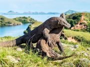 Luxury Komodo Liveaboard, Borneo Orangutan River Safari & Bali Grand Tour – 12 Days 11 Nights