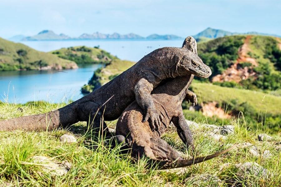 Luxury Komodo Liveaboard, Borneo Orangutan River Safari & Bali Grand Tour – 12 Days 11 Nights