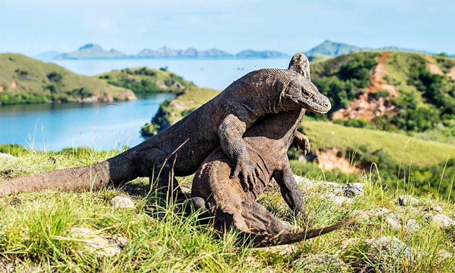 Komodo Private Tour