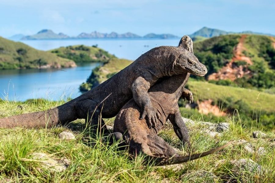 Komodo Island Tour Package 3 Days 2 Night from Bali