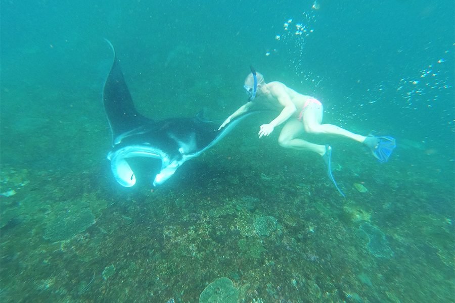 Komodo Whale Shark and Manta Point Nusa Penida 7 Days 6 Nights