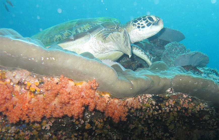 Charter Boat-3 Spot Snorkeling-East & West Part Nusa Penida Tour Land