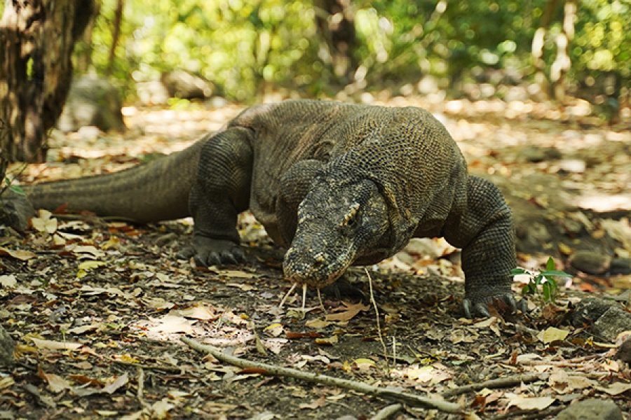 Bali to Komodo Island Hopping: Nusa Penida, Gili Trawangan & Whale Shark 7 Days 6 Nights