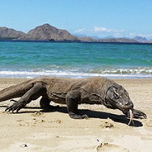Komodo National Park
