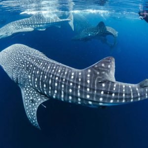 Sumbawa Whale Shark and Komodo Island Liveaboard from Bali – 7 Days 6 Nights Luxury Expedition