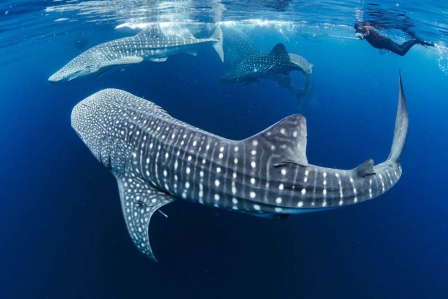 Sumbawa Whale Shark and Komodo Island Liveaboard from Bali – 7 Days 6 Nights Luxury Expedition