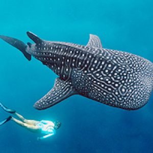 Komodo Island Hoping and whale shark Sumbawa