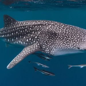 Bali to Komodo Island Hopping: Nusa Penida, Gili Trawangan & Whale Shark 7 Days 6 Nights