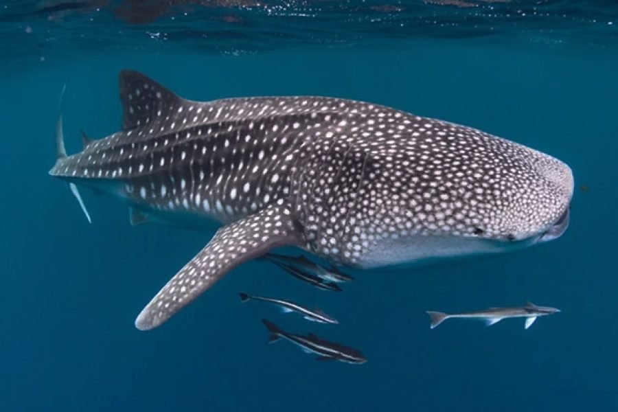 Bali to Komodo Island Hopping: Nusa Penida, Gili Trawangan & Whale Shark 7 Days 6 Nights