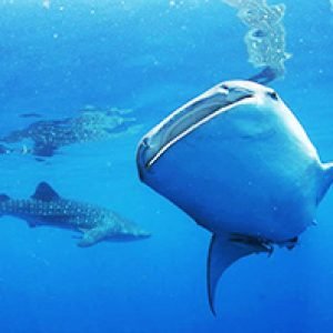 Komodo Island Hoping and whale shark Sumbawa