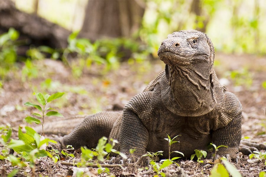 Komodo Day Trip and Overnight Hotel From Bali