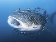 Komodo Sumbawa Whale Sharks Tour
