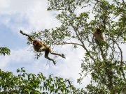 Borneo Orangutan and Dayak Trekking Tour 6 Days 5 Night