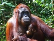 Private Bali, Borneo Orangutan Safari, Dayak Tribe & Raja Ampat Expedition – 14 Days 13 Nights
