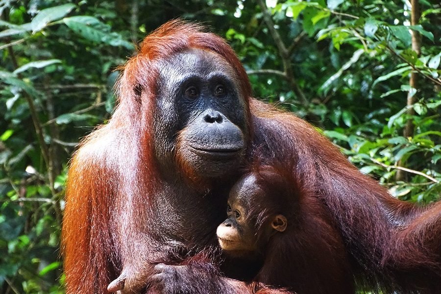 Private Bali, Borneo Orangutan Safari, Dayak Tribe & Raja Ampat Expedition – 14 Days 13 Nights