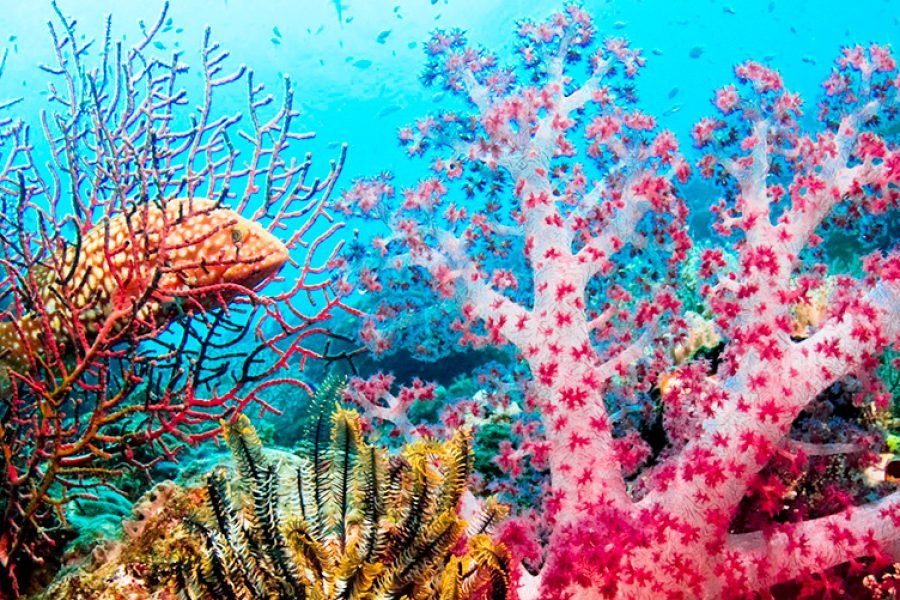 Luxury Banda Sea Liveaboard Expedition – 8 Days 7 Nights Cruise Indonesia