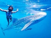Derawan & Maratua Island Tour from Bali: Whale Sharks, Manta Rays and Kakaban Jellyfish Lake – 5 Days