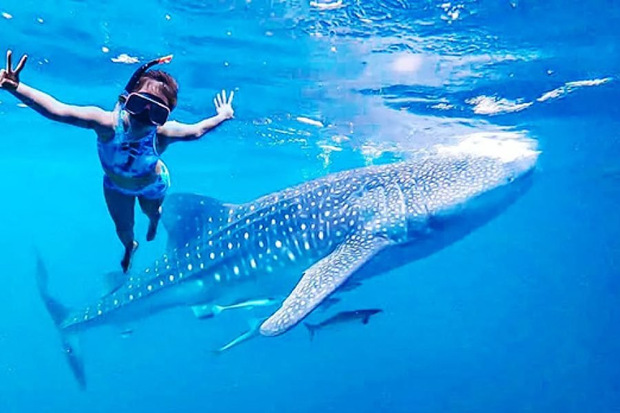 Derawan & Maratua Island Tour from Bali: Whale Sharks, Manta Rays and Kakaban Jellyfish Lake – 5 Days