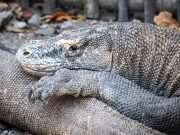 Bali Cultural Tour & Komodo Island Adventure – 8 Days 7 Nights from Bali