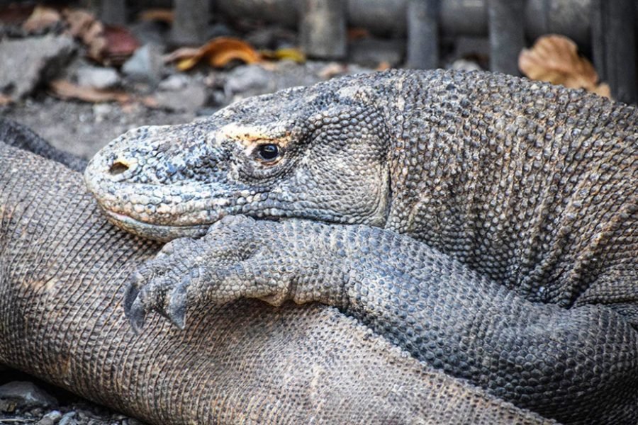 Bali Cultural Tour & Komodo Island Adventure – 8 Days 7 Nights from Bali