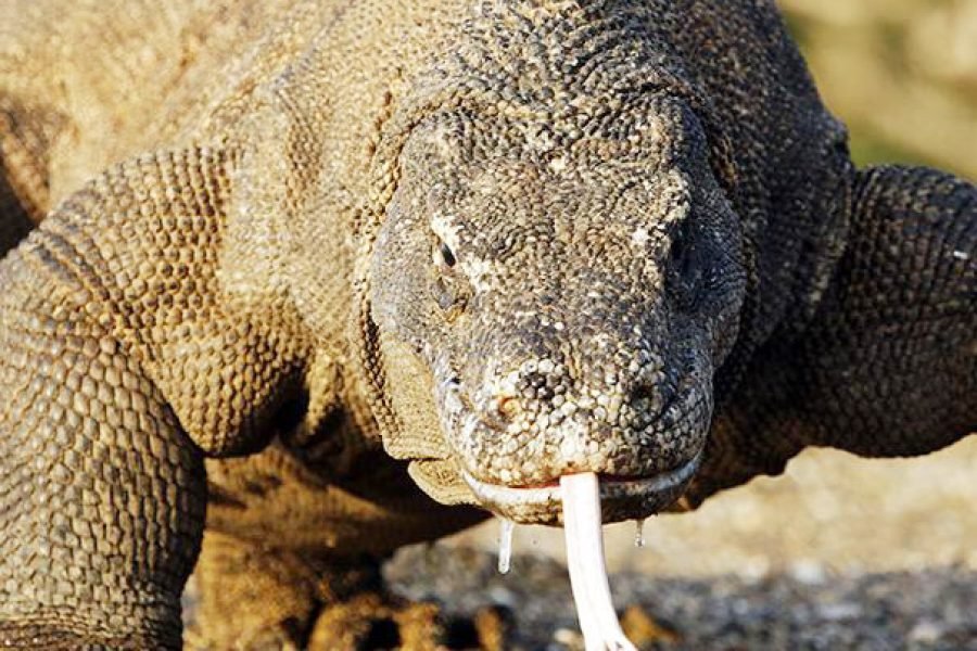 Flores Komodo Tour Package