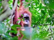 Sumatra Eco Tour 4 Days 3 Nights – Ultimate Jungle & Wildlife Experience