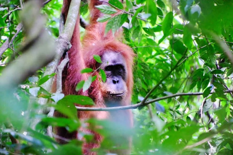 Sumatra Eco Tour 4 Days 3 Nights – Ultimate Jungle & Wildlife Experience