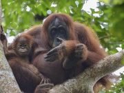 Trekking sumatra Orangutan explore rainforest