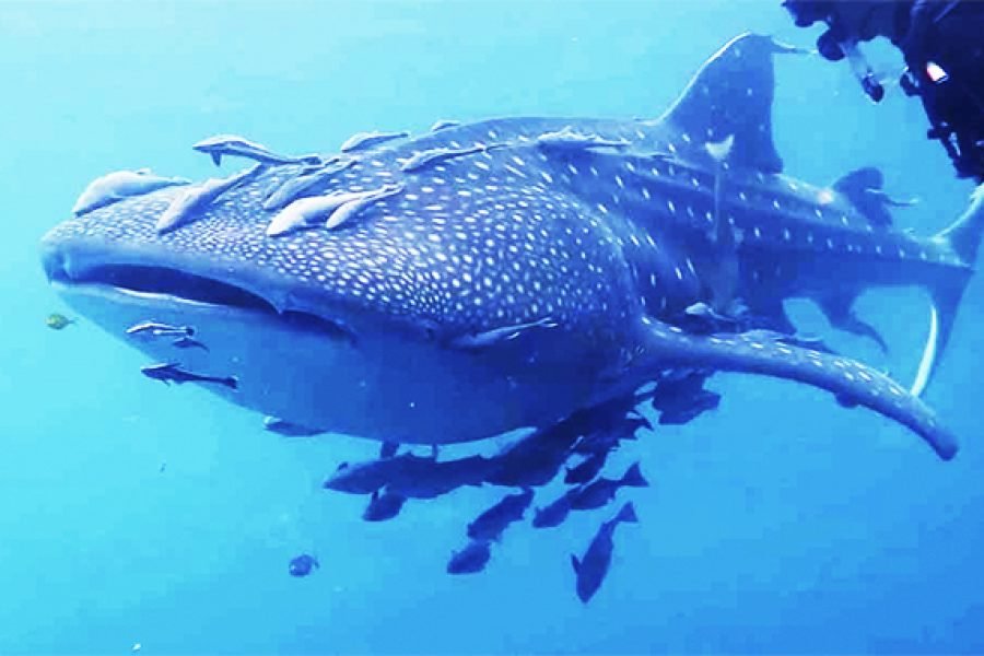 Komodo Whale Shark From Gili Lombok 4 Days 3 Nights