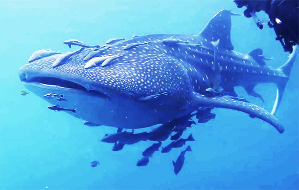 Komodo Whale Shark From Gili Lombok 4 Days 3 Nights