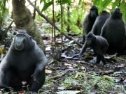 Sulawesi Wildlife & Island Tour: Labengki, Gorontalo Whale Sharks and Tangkoko 10 Days 9 Nights