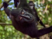 Toraja, Manado & Raja Ampat Tour Package – 14 Days 13 Nights