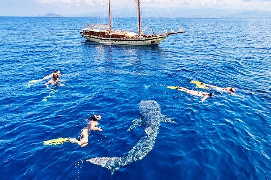 Komodo Dragons & Sumbawa Whale Shark Tour 4 Days 3 Nights from Lombok