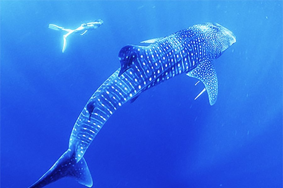 4 Days 3 Nights Komodo Whale Shark Tour From Lombok