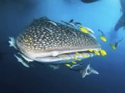 Indonesia Grand Wildlife Expedition – Komodo Whale Sharks & Borneo Orangutans 13D12N