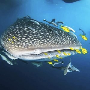 Indonesia Grand Wildlife Expedition – Komodo Whale Sharks & Borneo Orangutans 13D12N