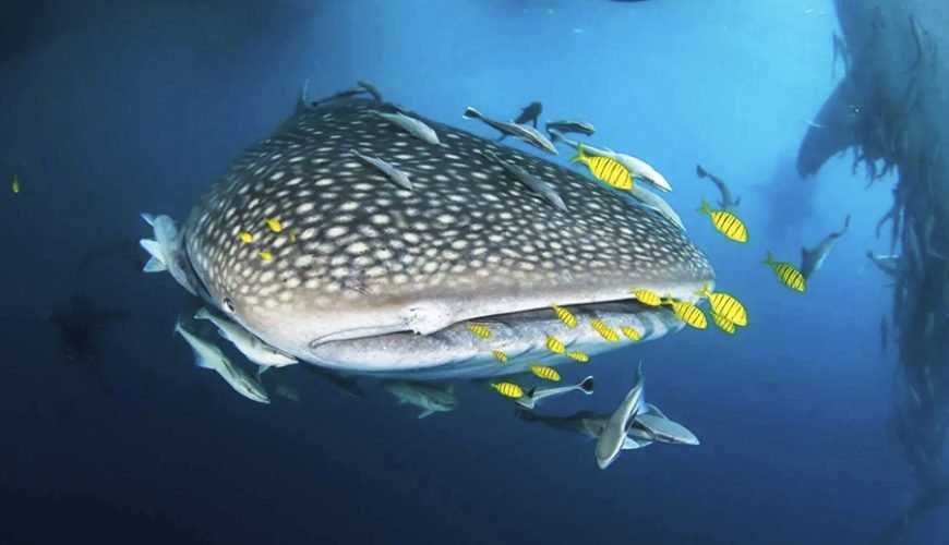 Indonesia Grand Wildlife Expedition – Komodo Whale Sharks & Borneo Orangutans 13D12N