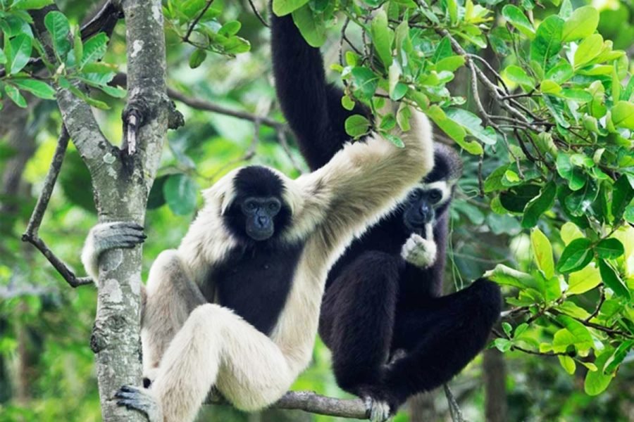 Sulawesi Tangkoko Overnight Tour, 3 Days 2 Nights