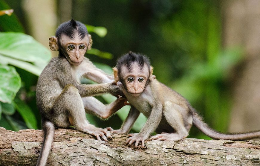 Ubud Cultural and Tegenungan Waterfall Tour