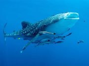 Cenderawasih Bay Whale Shark Tour 4 Days 3 Nights – Swim with Whale Sharks Papua