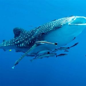 Cenderawasih Bay Whale Shark Tour 4 Days 3 Nights – Swim with Whale Sharks Papua