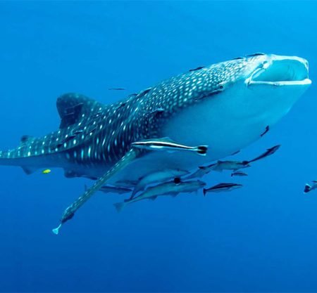 Cenderawasih Bay Whale Shark Tour 4 Days 3 Nights – Swim with Whale Sharks Papua