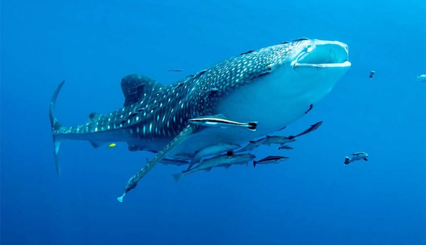 Cenderawasih Bay Whale Shark Tour 4 Days 3 Nights – Swim with Whale Sharks Papua