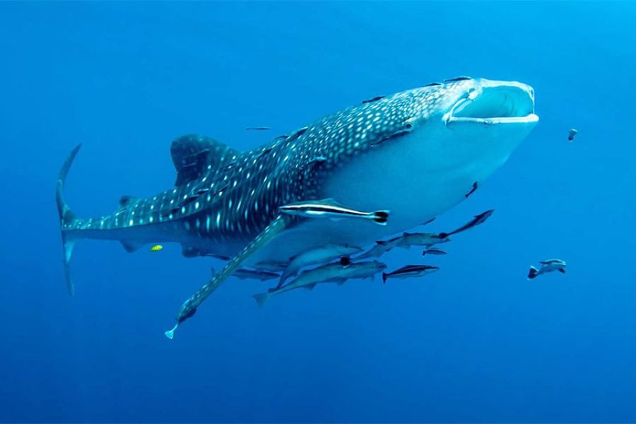 3 Days 2 Nights Cendrawasih Bay and Swim With Whale Sharks