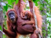 Orangutan & Lake Toba Tour – 7 Days 6 Nights