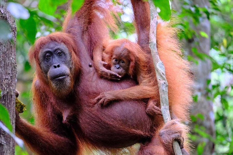 Borneo Orangutan Tour Liveaboard 4 Days 3 Night