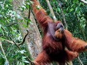 Borneo Orangutan Tour Liveaboard 4 Days 3 Nights